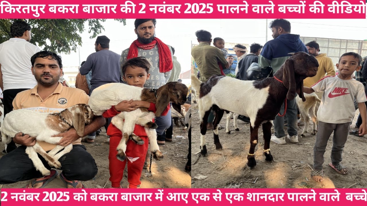 किरतपुर बकरा बाजार की 2 नवंबर 2025 पालने वाले छोटे बकरी बच्चों की वीडियो || पालने वाले बकरी के बच्चे