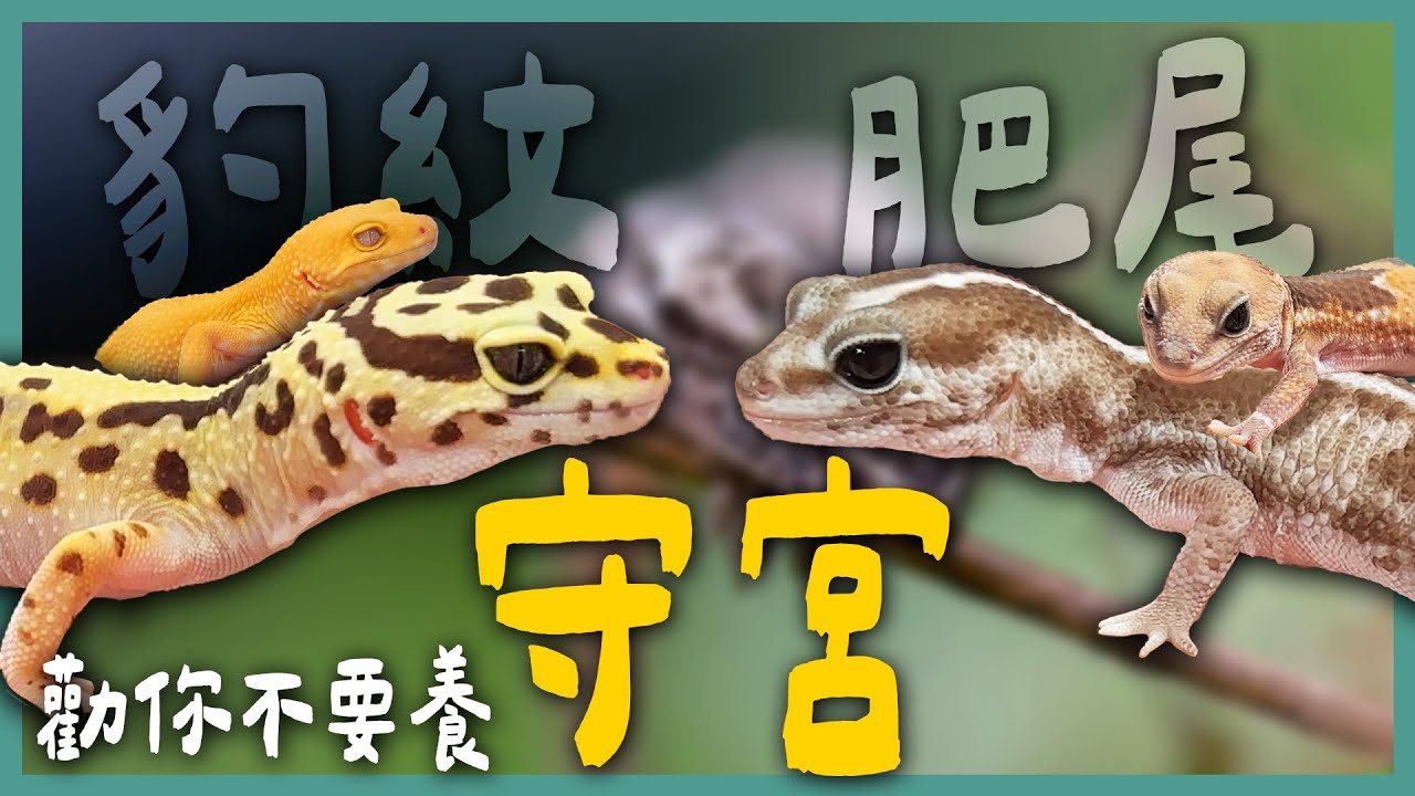 守宮新手入門都養牠？！要被小恐龍融化啦😍豹紋、肥尾差在哪？不同花色的豹紋與肥尾大集合！《勸你不要養》EP18 | 蝌蚪老師與三桃 feat.@Taogeckos