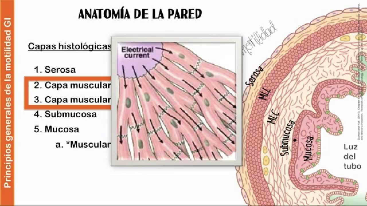 Cap 62 : Principios generales de la función gastrointestinal
