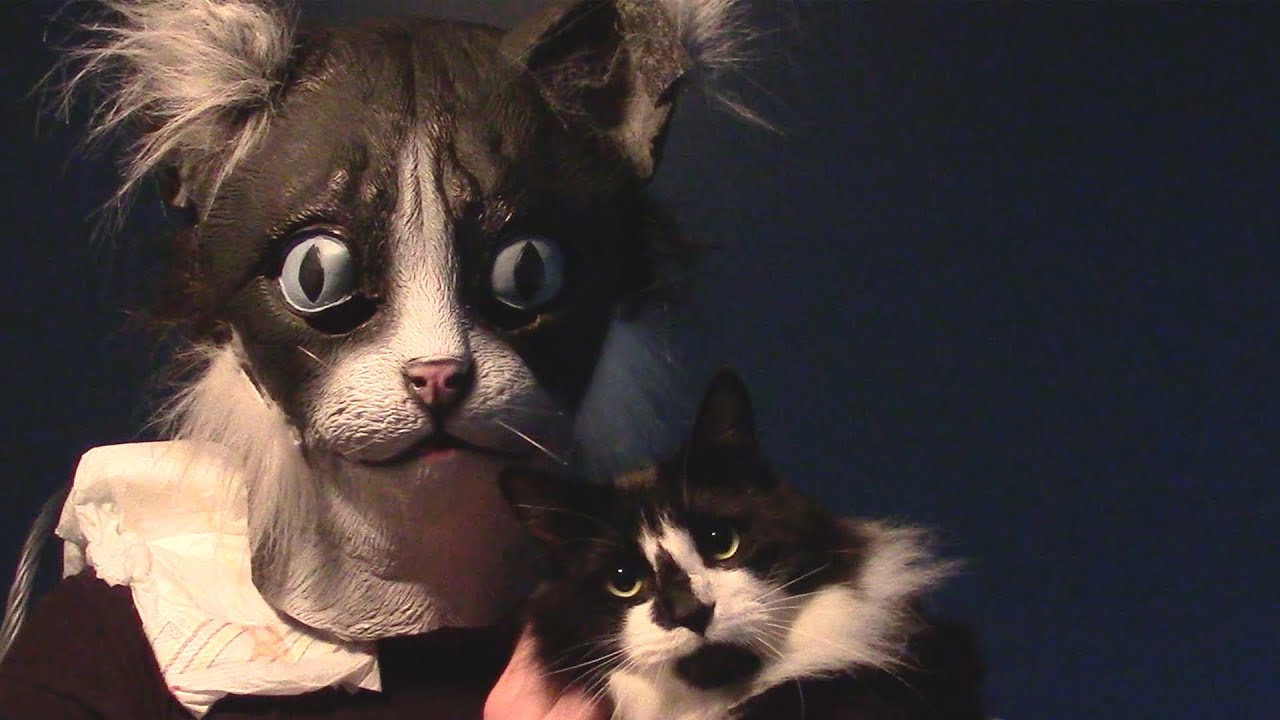 CatDad Shows You How To Put Diaper On Kitty Fail!