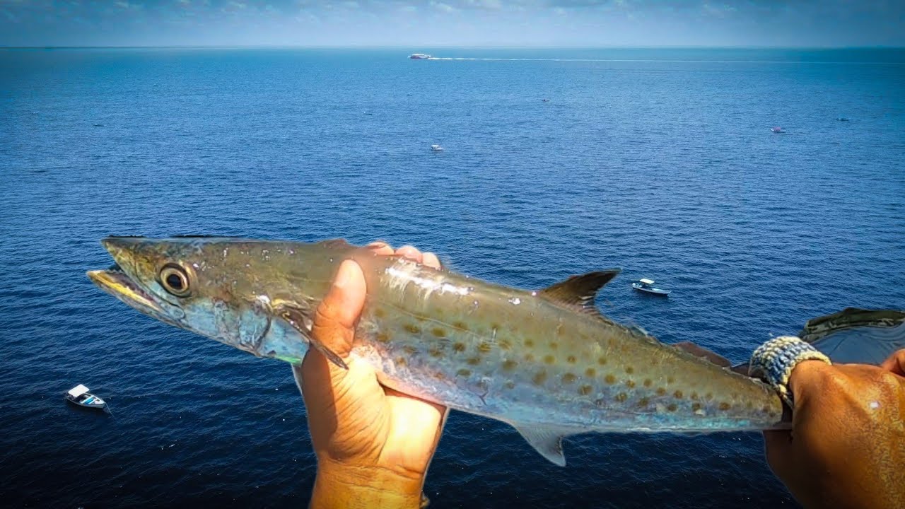 King Fish Craziness - A La Vive fishing in Trinidad and Tobago