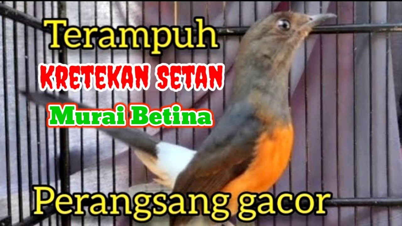 SUARA Pancingan KRETEKAN Murai Batu BETINA 100% AMPUH bikin Murai Jantan EMOSI  BIRAHI BONGKAR ISIAN