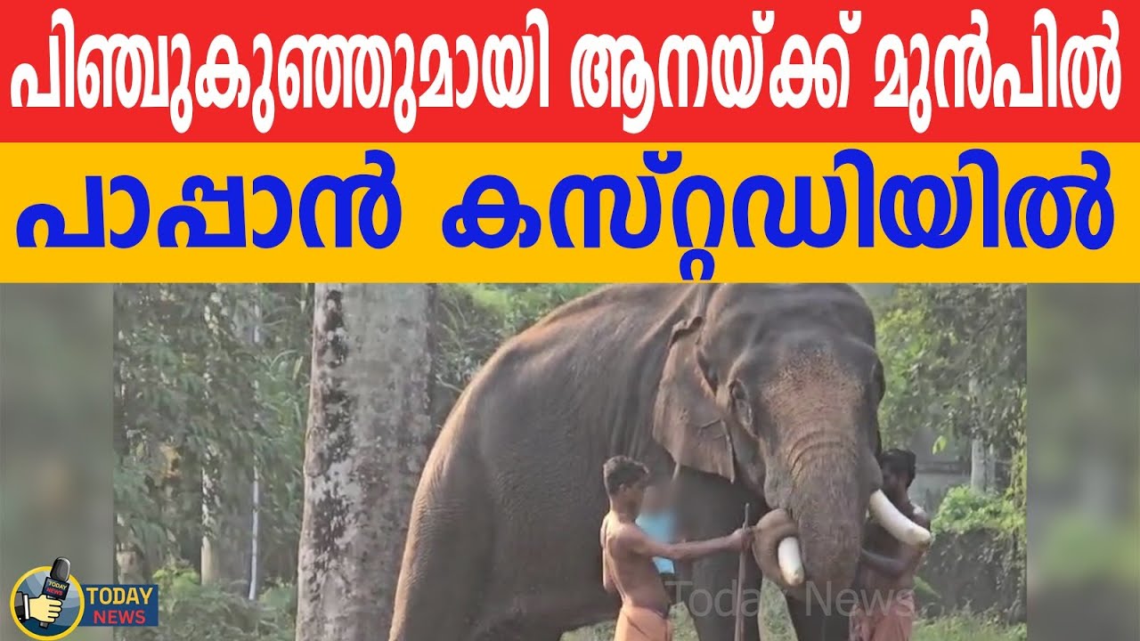 പിഞ്ചുകുഞ്ഞുമായി ആനയ്ക്ക് മുൻപിൽ കൈവിട്ടകളി ; കേസെടുത്ത് പോലീസ്; പാപ്പാൻ കസ്റ്റഡിയിൽ