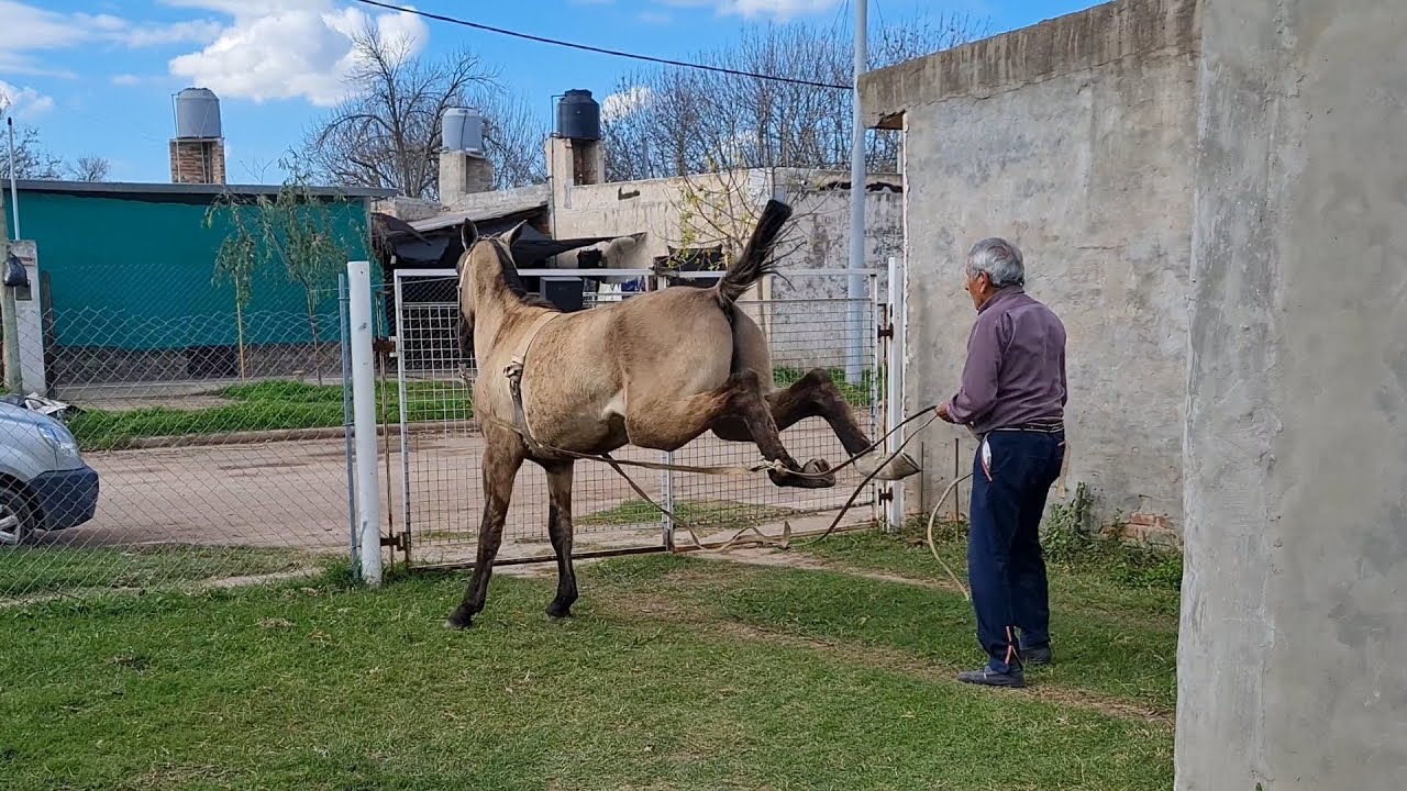 Redomon mal domado y peligroso #caballos