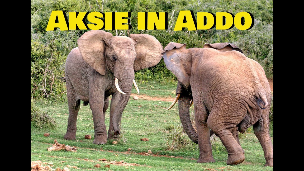 Aksie en Drama in Addo