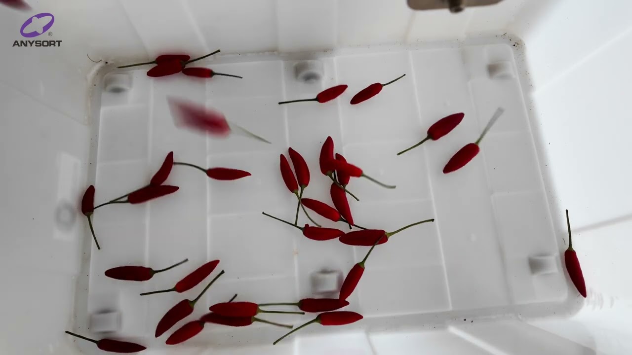 Chilli Bird Eye