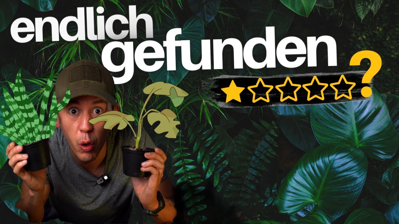 Pflanzen online bestellen - wir testen den Palmenmann inkognito mit unboxing und Wishlistpflanze
