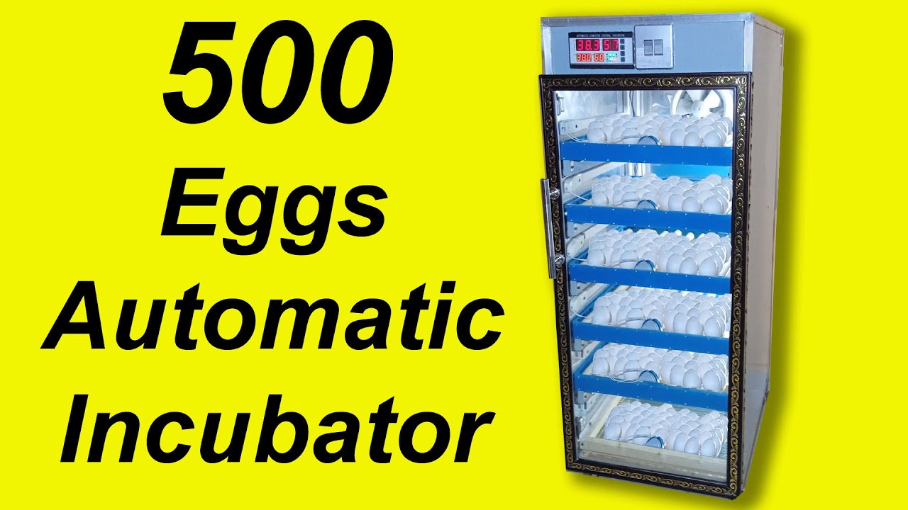 Amazing process of making 500 eggs automatic incubator