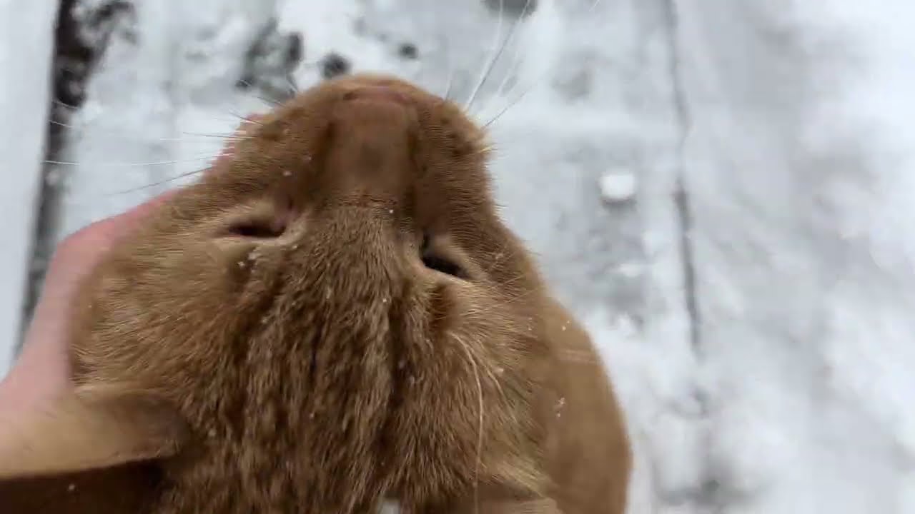 ASMR in Winter Wonderland❄️ (with my cat)