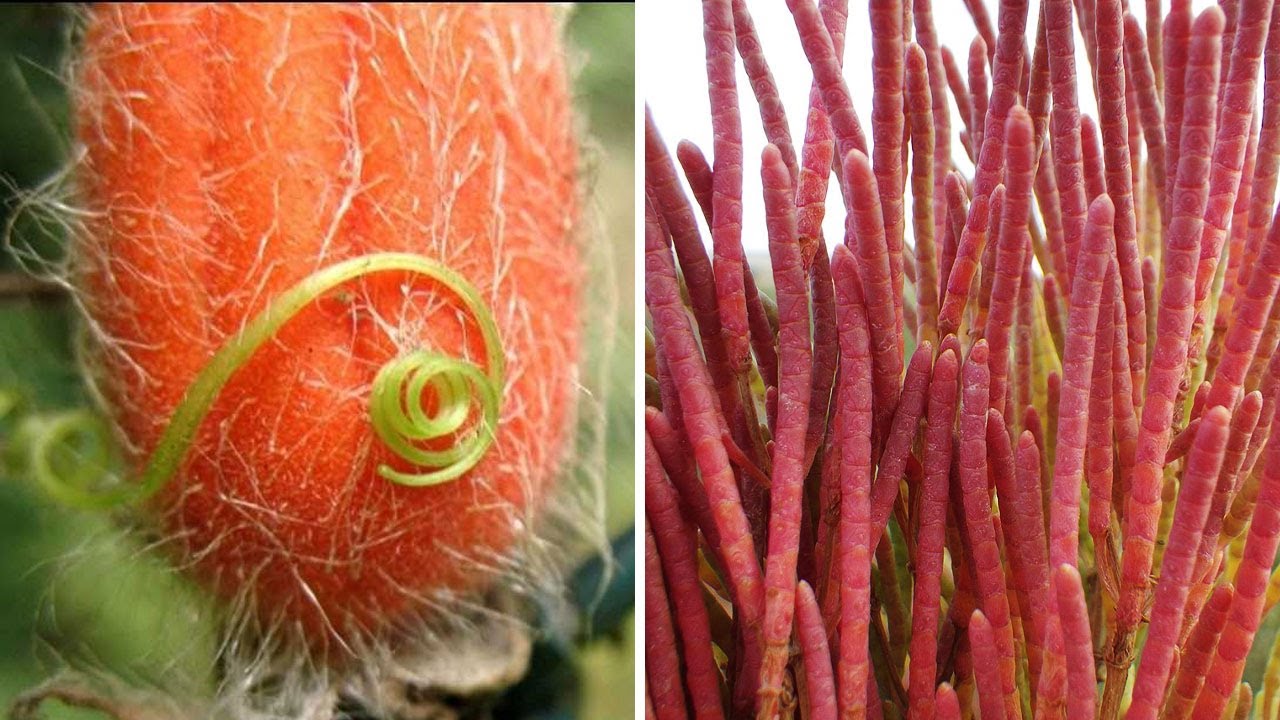 ▽ Najbardziej zadziwiające warzywa