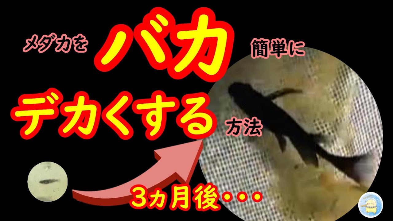 【ひよこめだか流】メダカをたった3ヶ月でデカくするバカ簡単な方法！【ひよこめだか/メダカ飼育】