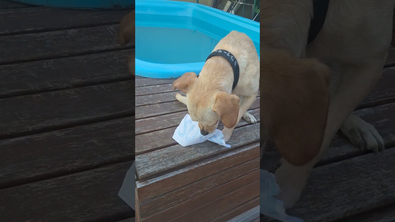 #canela