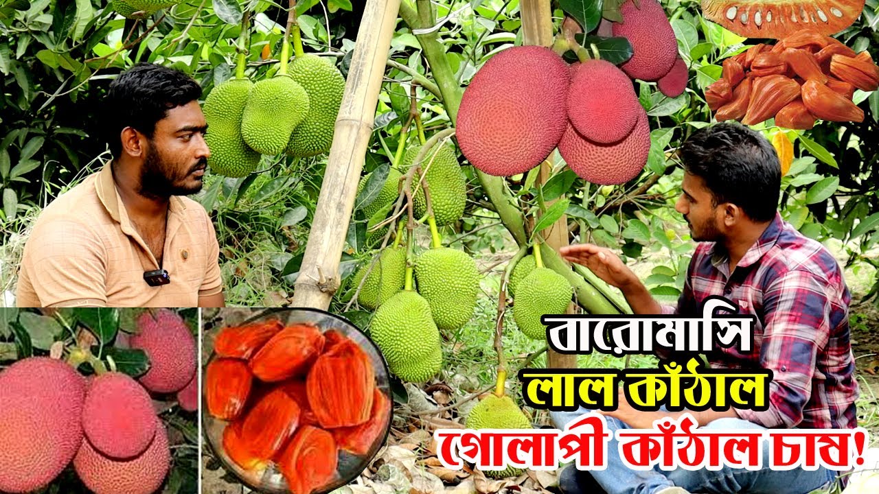 ভিয়েতনামি বারোমাসি কাঁঠাল | লাল কাঁঠাল | পিংক কালার কাঁঠাল চাষে সফল চুয়াডাঙ্গার তরুণ