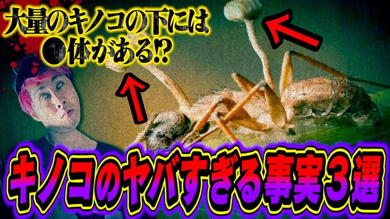 【怖すぎ】食べるとゾンビ化…キノコにまつわるヤバい事実３選！