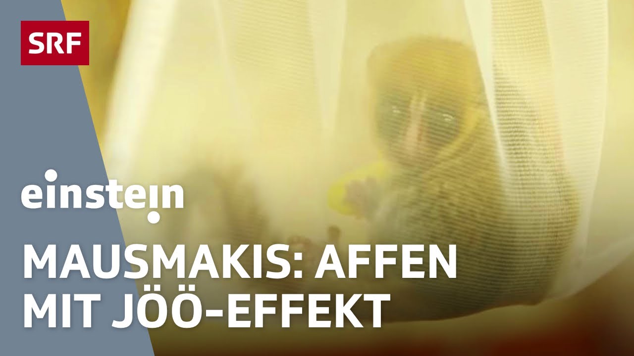 Mausmakis - Tobias Müller zählt nachts die Mini-Äffchen | Zoo Zürich | Einstein | SRF Wissen