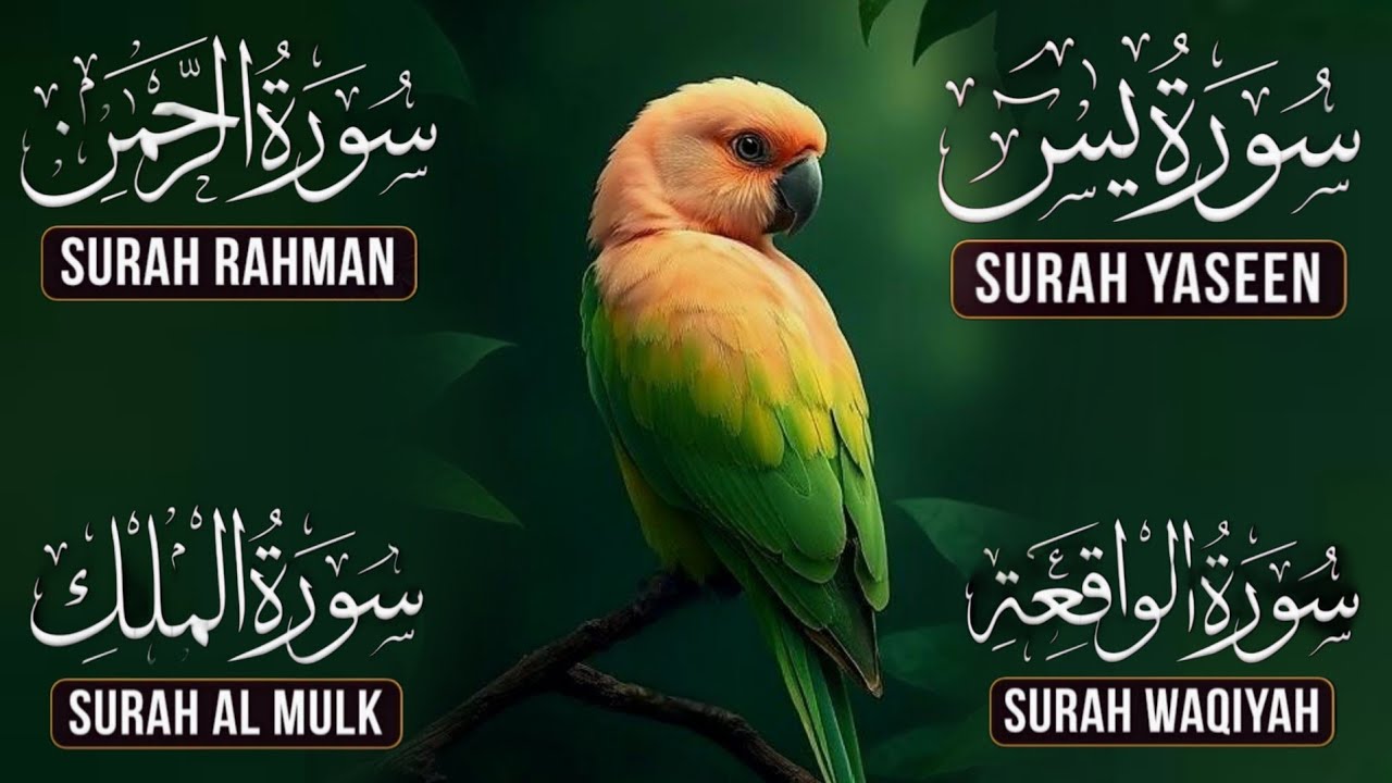 Very Nice Voice Surah Yaseen | Surah Rahman | Surah Waqiah | Surah Mulk l Reciter Ashraf Hussain 003