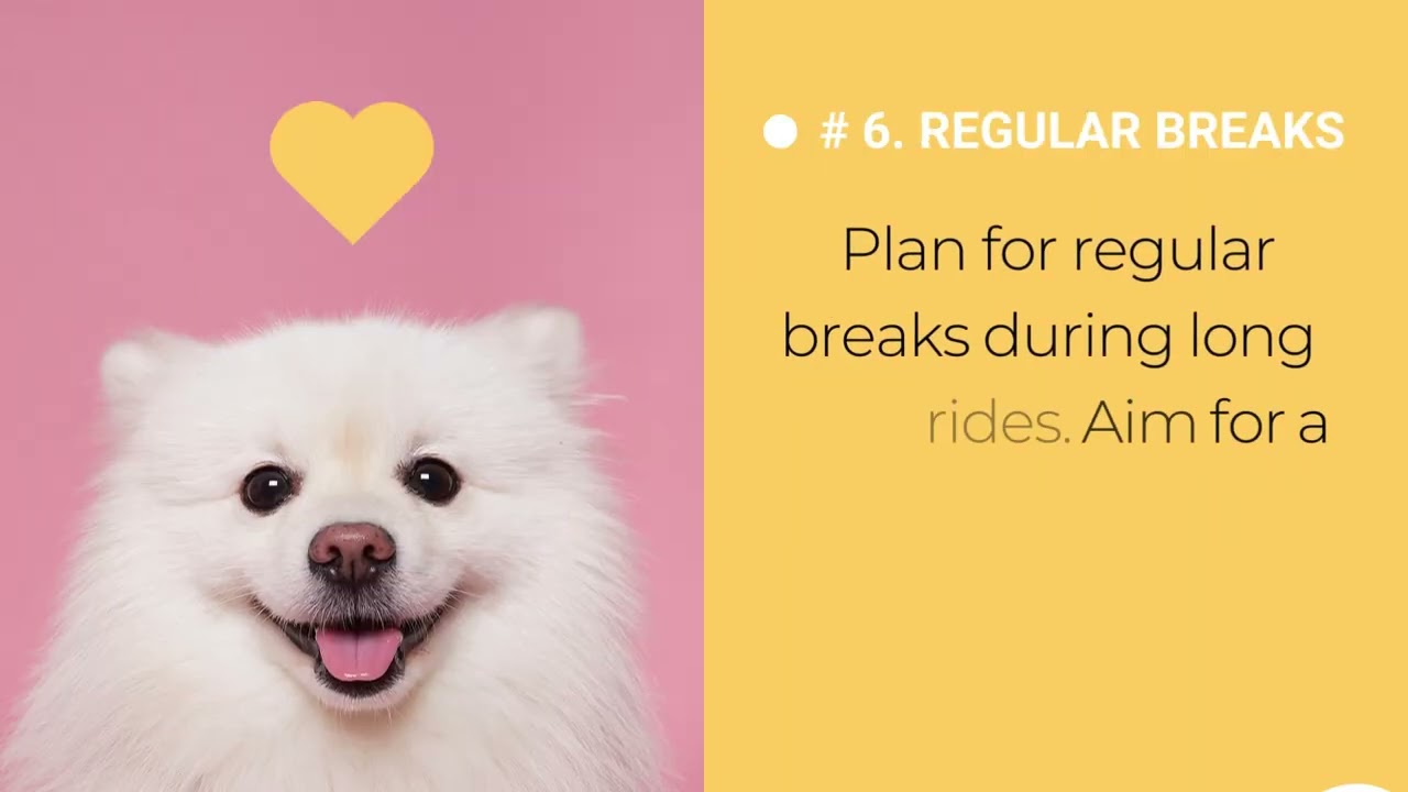 10 Tips for Traveling with Dog