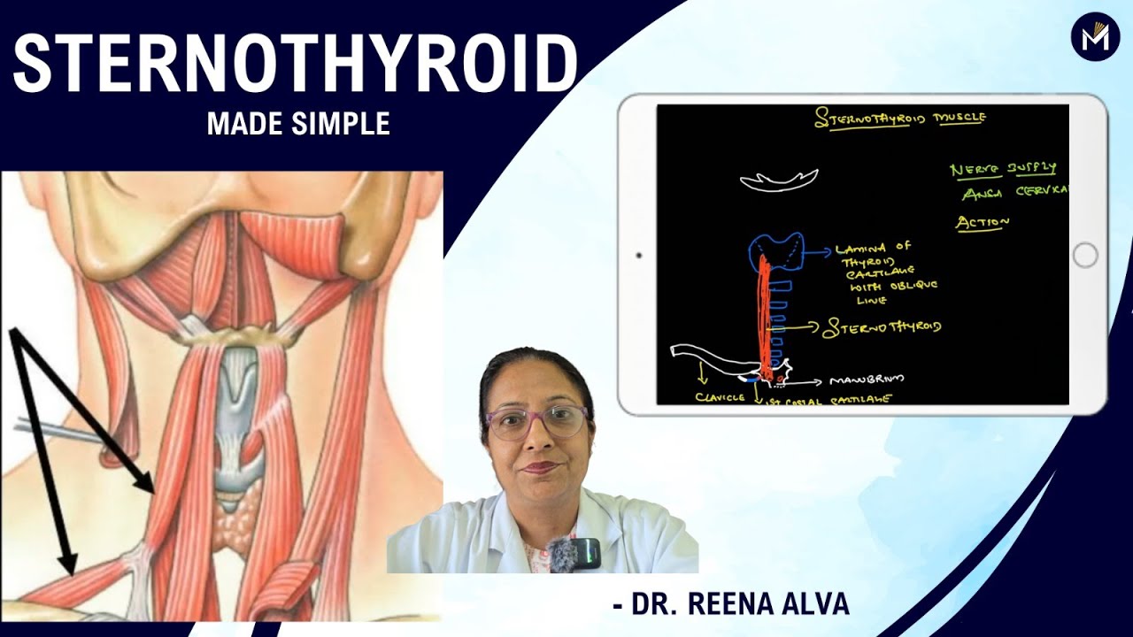 Sternothyroid muscle - Made simple