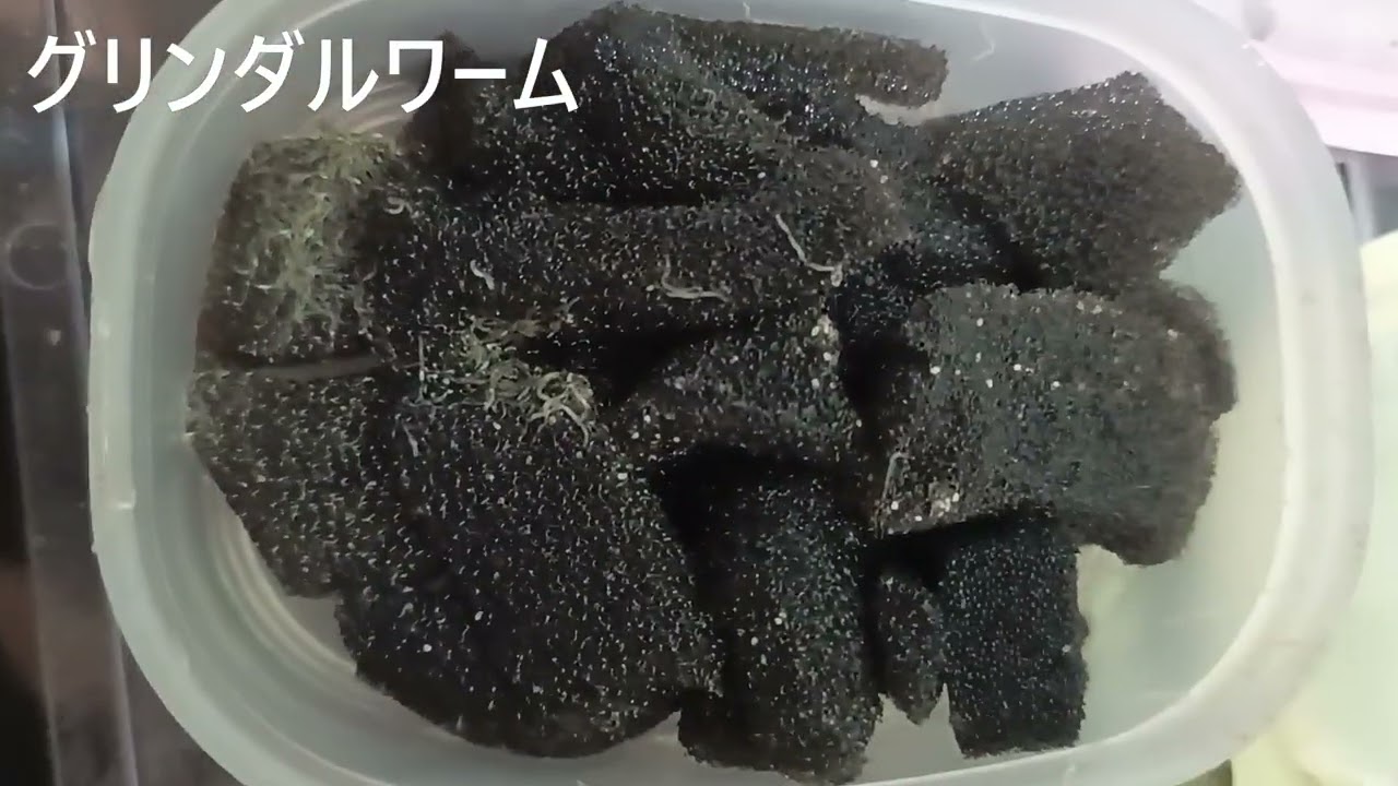 【えさ】活餌としてグリンダルワーム、ビネガーイールの紹介