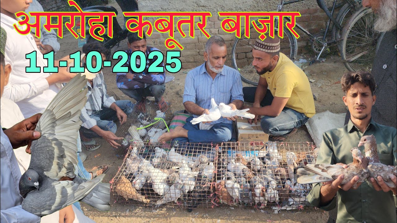 Amroha kabootar market 🕊️ 11-10-2025. अमरोहा कबूतर बाज़ार। Gola kabootar market