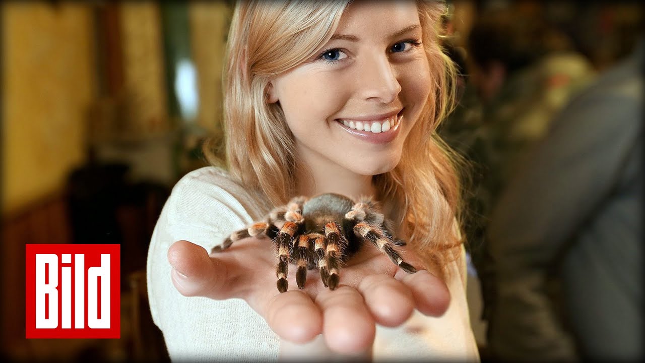 Verlieren Sie Ihre Angst vor Spinnen - Arachnophobie auf Wiedersehen