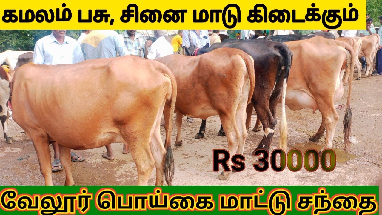 Rs30000,முதல் கமலம் மாடு கிடைக்கும், பொய்கை மாட்டு சந்தை|Poigai cattle market