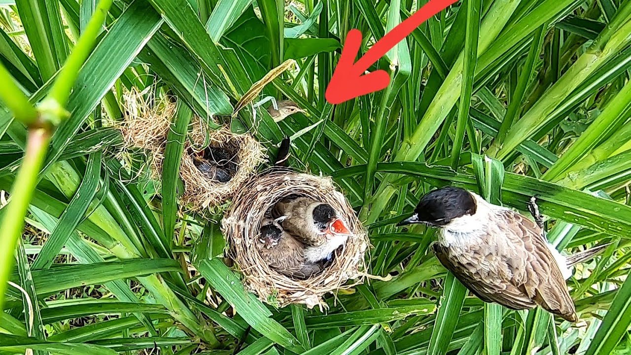 Để 2 Tổ Chim Gần Nhau Xem Phản Ứng Chim Mẹ Và Cái Kết Cả 2 Chim Mẹ Đều Mớm Mồi Cho Con