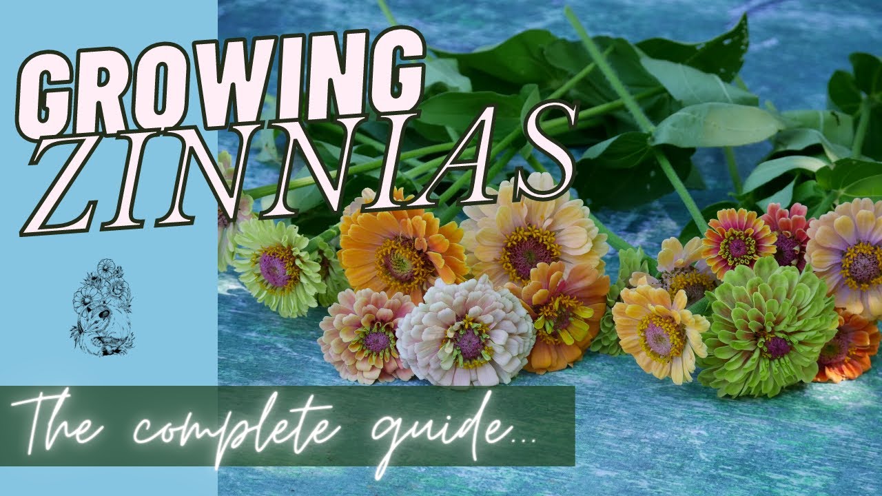 Planting Zinnias from Seed in the Cut Flower Garden