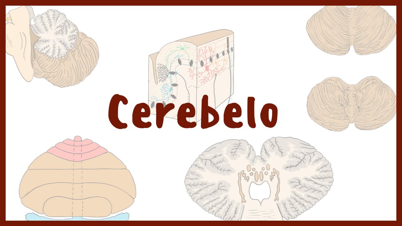 NEUROANATOMÍA | Cerebelo | Blasto Med