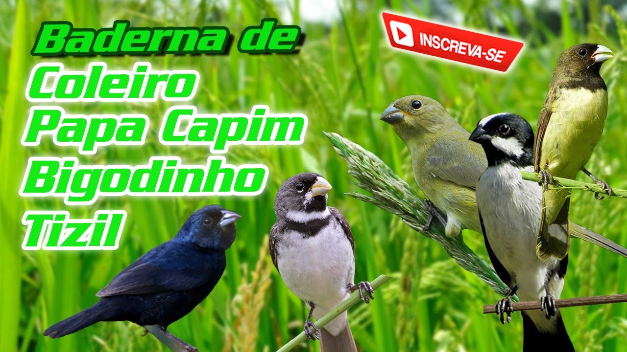 🐦BADERNA DE COLEIRO PAPA CAPIM BIGODINHO ESTRELA E TIZIL COM SOM DE ÁGUA