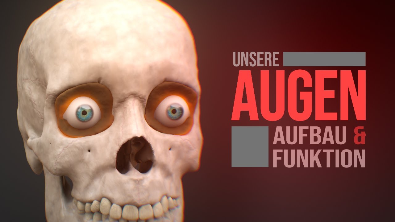 Das menschliche Auge - Aufbau und Funktion (Animation)