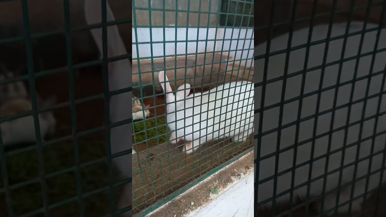 rabbit go and visit in yadur Park... subscribe for more locations