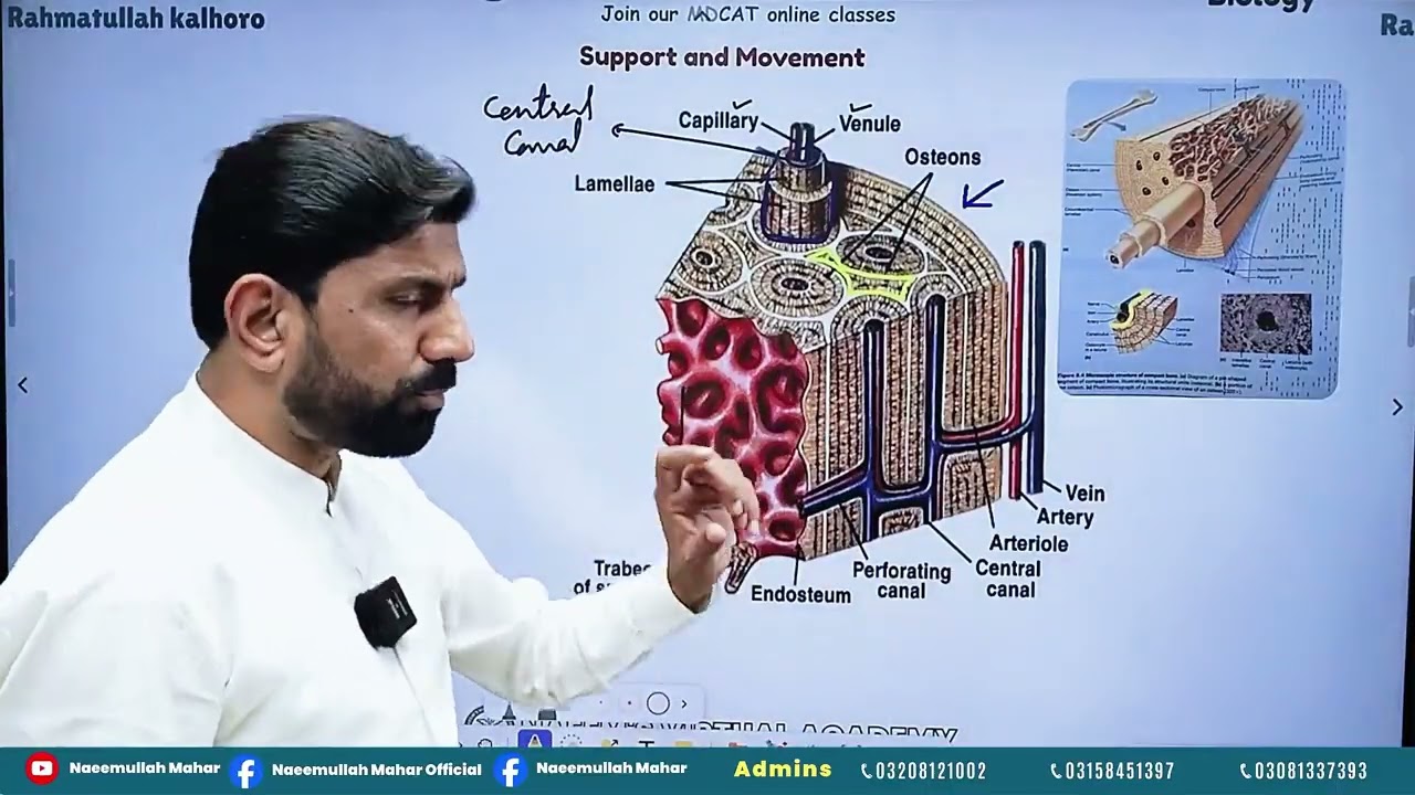 (Biology )Lecture no : 4 part 2 support and movement 