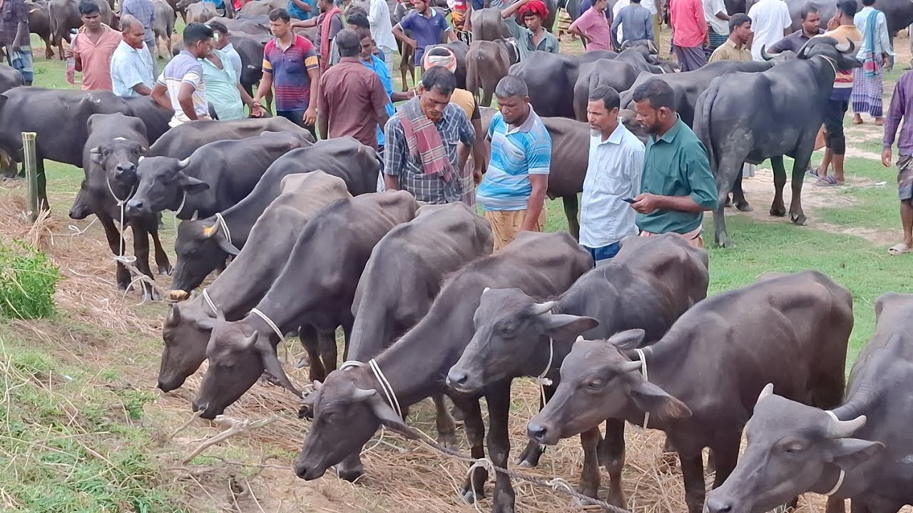 আজ ২৮/৮/২৫ | মহিষের রেকর্ড সংখ্যক আমদানি!  কেমন দামে মাঝারি সাইজের মহিষ দাম |  কাহারোল হাট