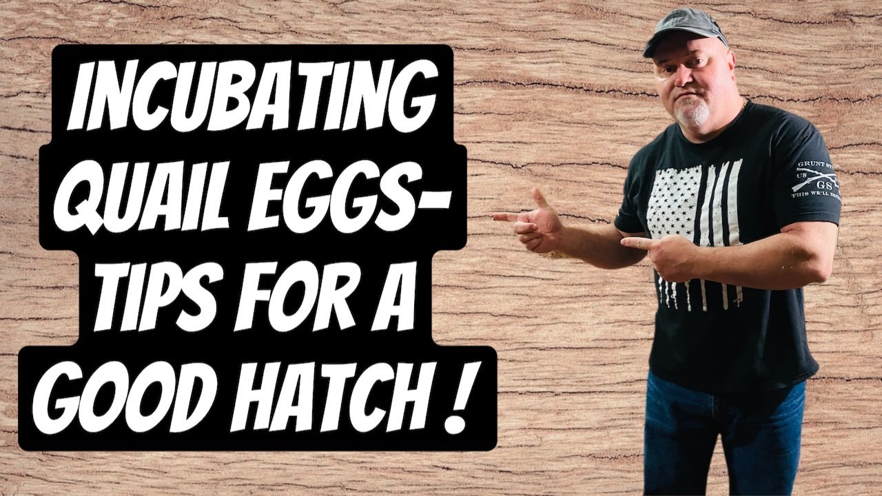 Incubating Quail Eggs-Tips For A Good Hatch !!