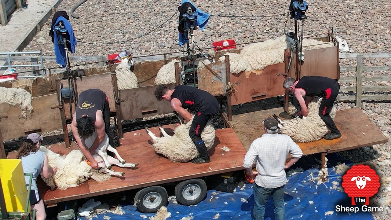 A UK Sheep Shearing Squad in Action