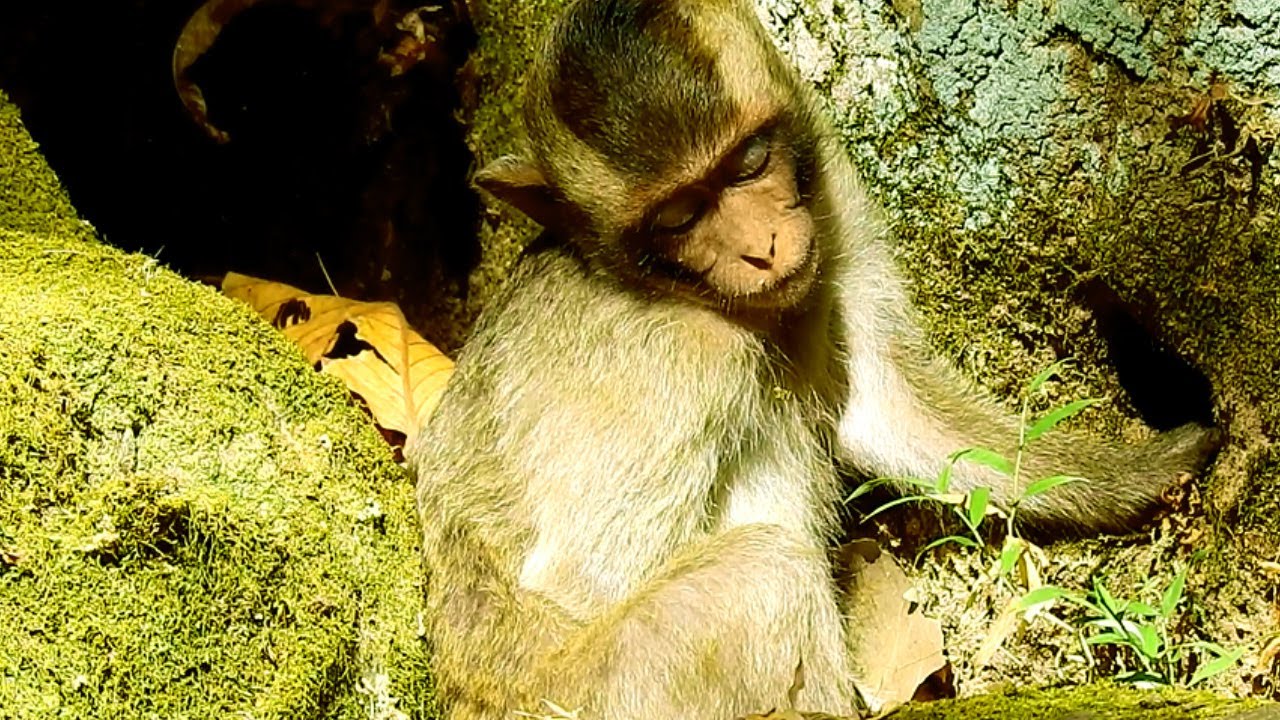 Trillion Pity This Orphan Baby,Feel So Cold Living Without Mom & Got Hurt #How Monkey Cry