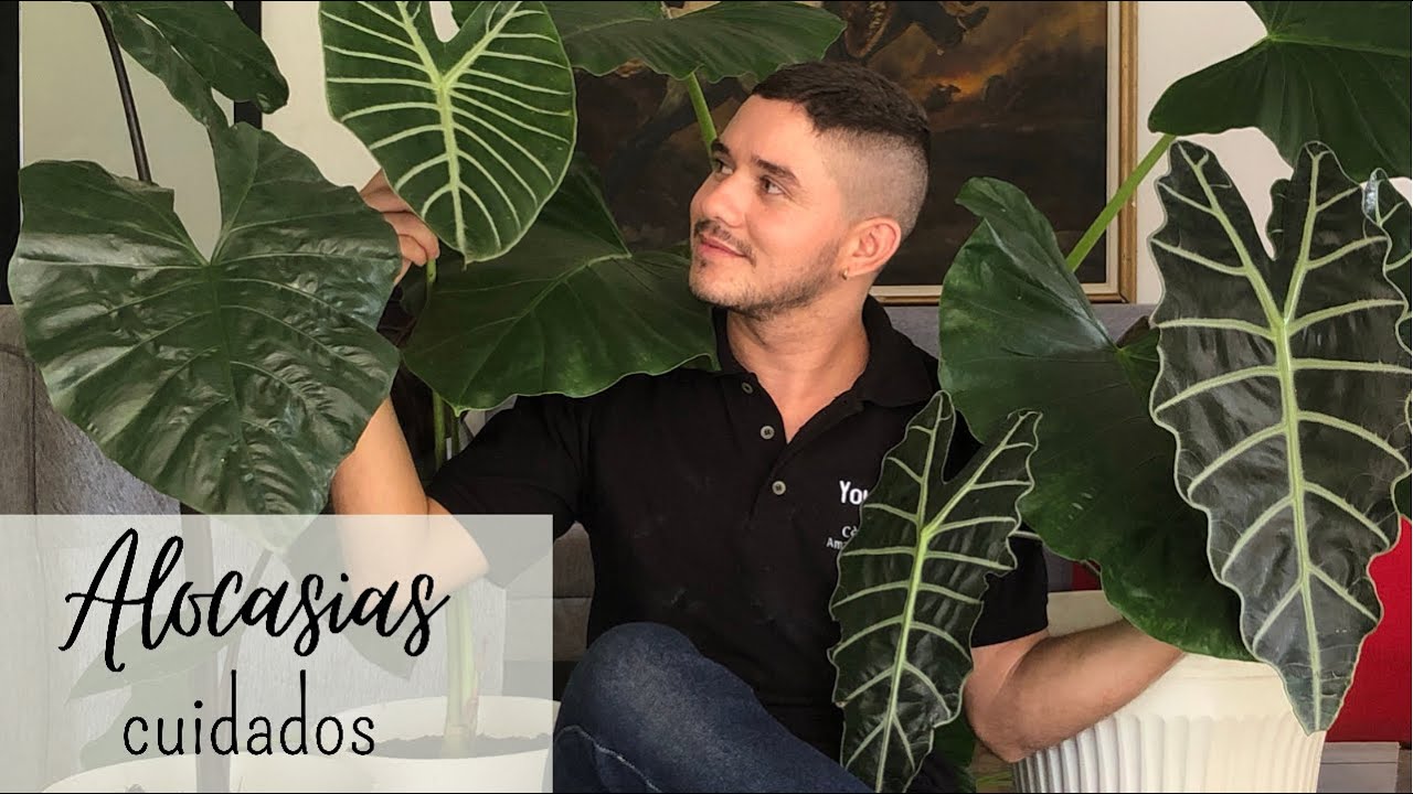 Hablemos de Alocasias, 🍀trasplante, poda y cuidados. 👨‍🌾Una planta de hojas grandes en tu hogar❤️