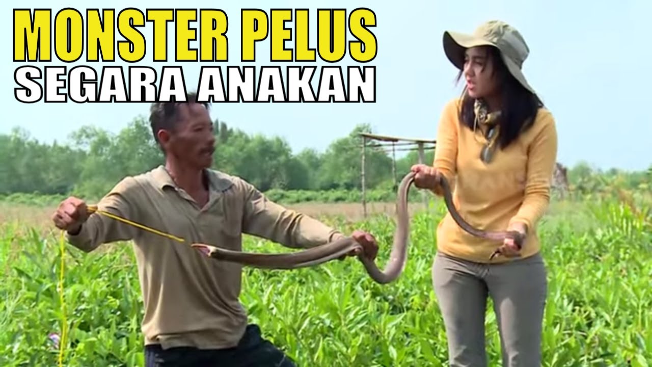 MONSTER PELUS SEGARA ANAKAN | JEJAK PETUALANG