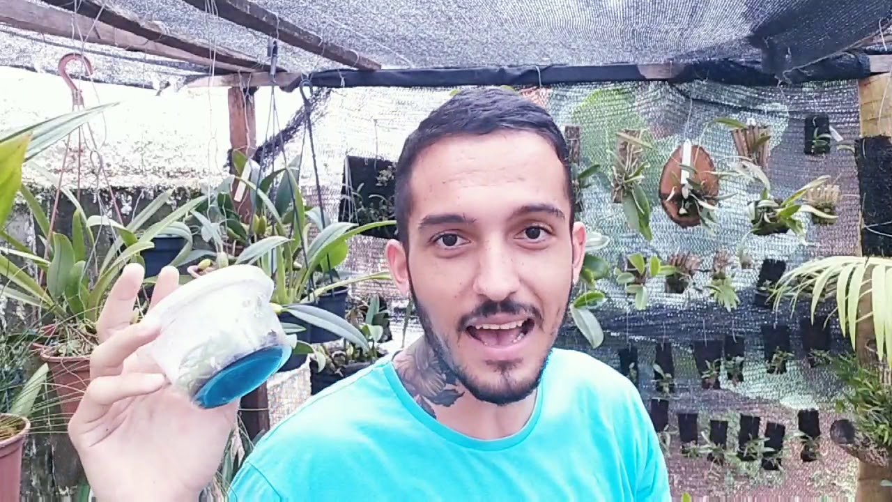 Como germinar sementes de orquídeas!!!