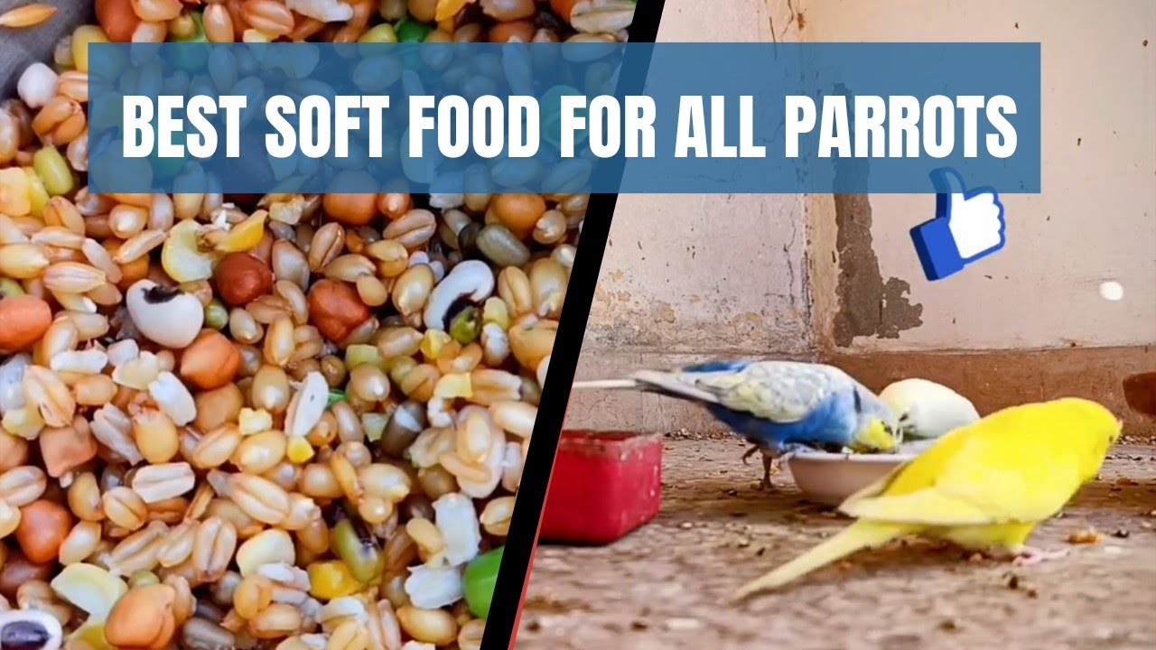 Best Soft Food Recipe for Budgies, Lovebirds, and Parrots
