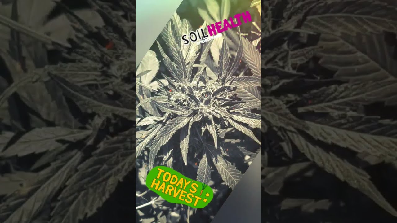 Blueberry Tahoe part 2 #cannabis