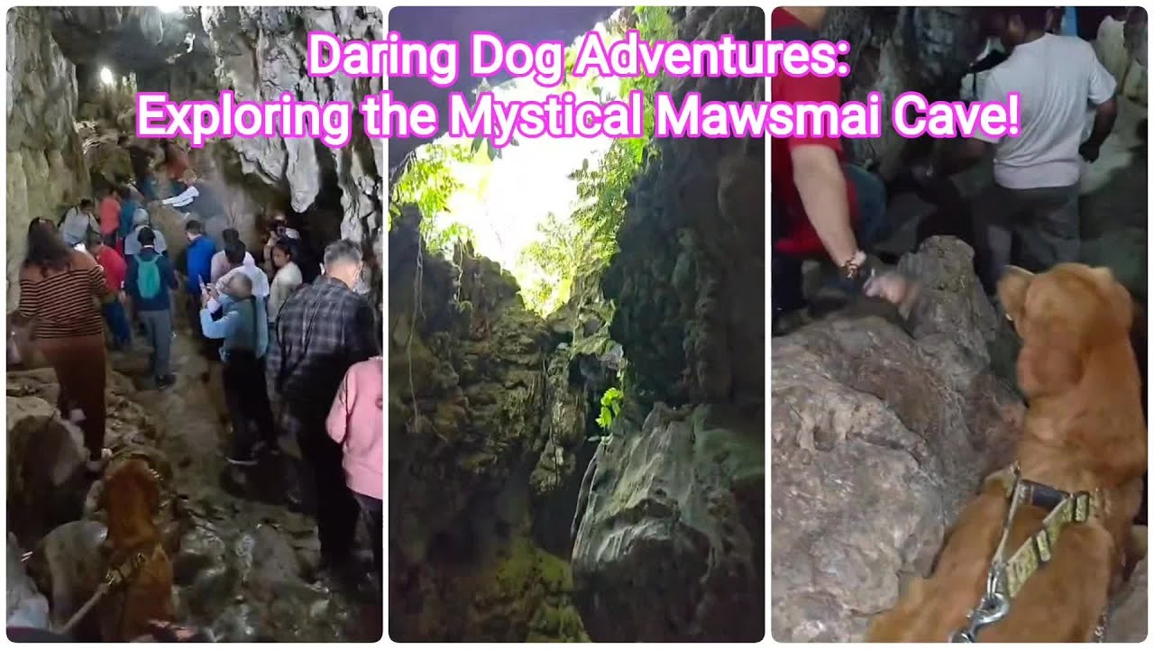 Daring Dog Adventures: Exploring the Mystical Mawsmai Cave! 