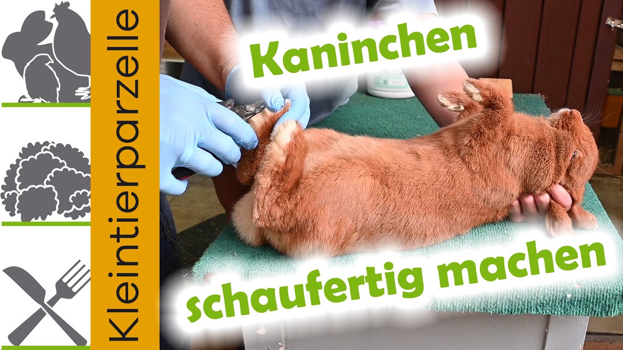 Kaninchen schaufertig machen | Krallen schneiden | Geschlechtsecken reinigen | Zahnstellung prüfen