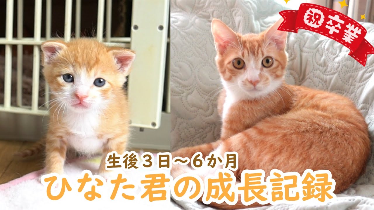 【卒業記念】おしゃべり猫ひなた君の成長記録・生後３日～６か月【未公開映像あり】