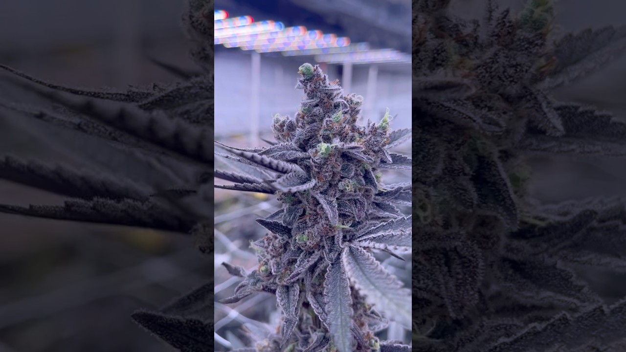 No~Till Living Soil 🌱 Indoor Run #2