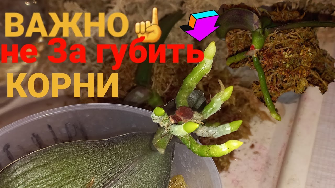#РЕАНИМАЦИЯ_орхидеи  НАРАСТИЛА КОРНИ , ДЕТКА С ВОЗДУШНЫМИ КОРНЯМИ СРЕЗАНА .Не загубить при пересадке