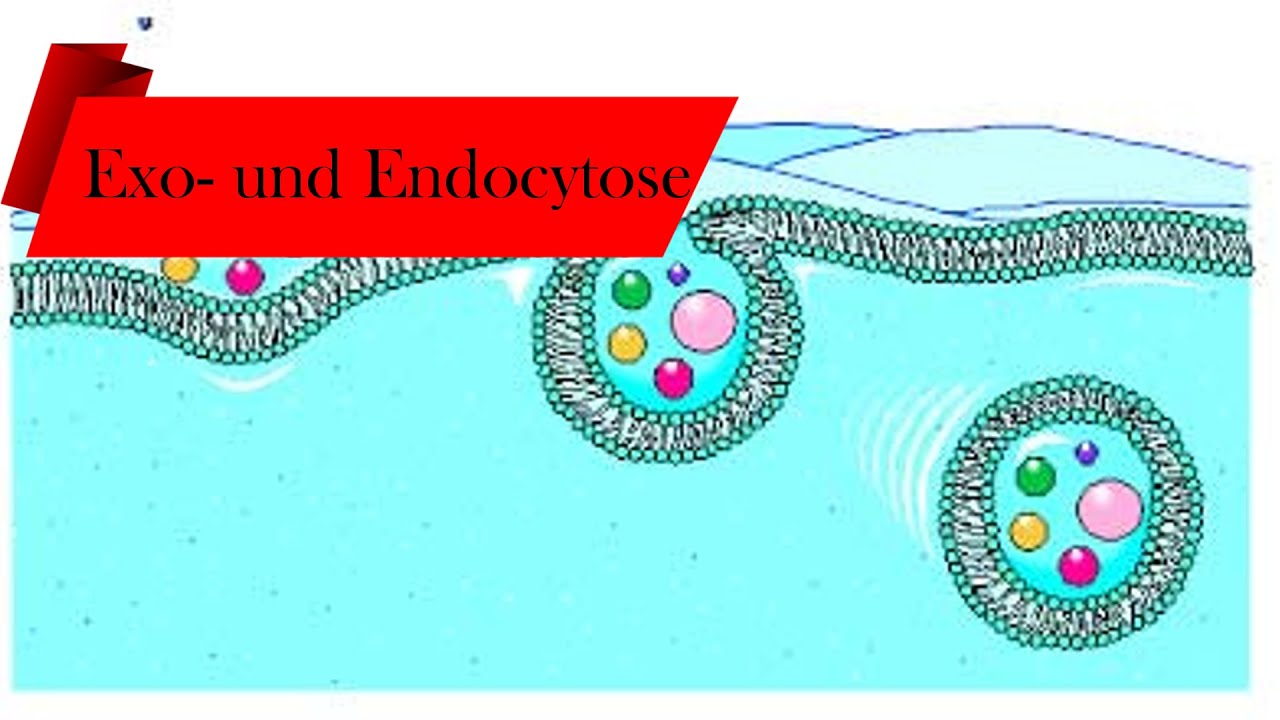 Exo- und Endozytose (einfach erklärt) // Deutsch 🌿