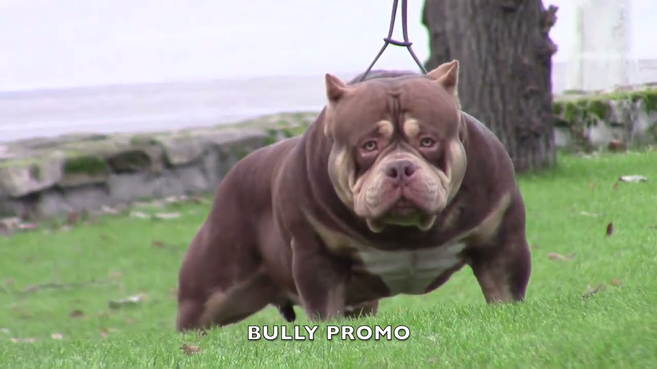 COLOR BOMB BULLIES GRIZZLY, 1 year and 2 months old,  Gr Ch Rockomania choco tricolor son