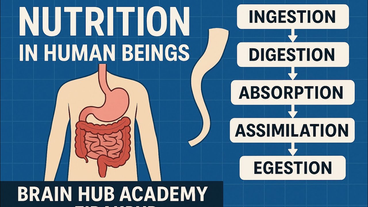Nutrition in Human Beings | Class 10 Biology | Brain Hub Academy Zirakpur